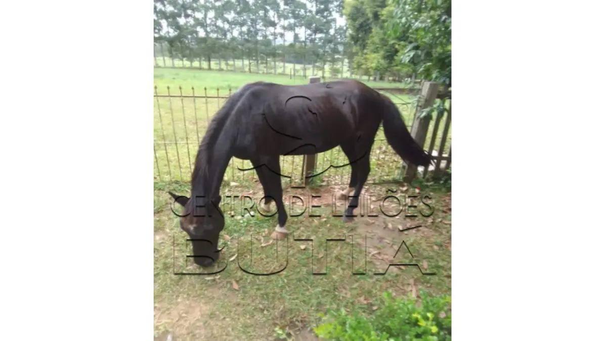 LOTE 005 - CAVALO